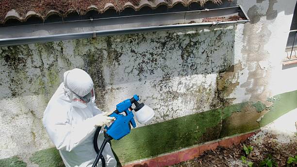 Top rated local Mold Remediation specialists in Pierce, CO